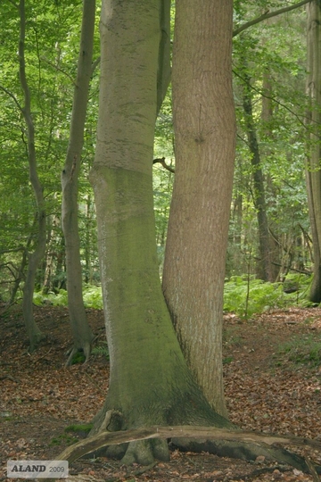 Sinnbild für den prägenden Eichen-Buchenmischwald