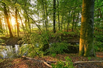 Kleine Norderbäke am Rande des FFH-Gebiets