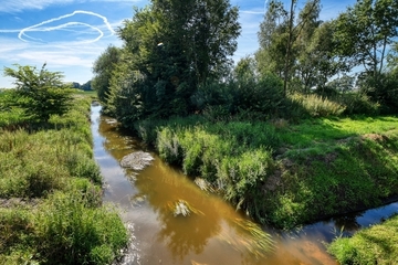 Lahe - Lebensraum des Flussneunauges