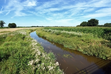 Lahe - Lebensraum des Flussneunauges