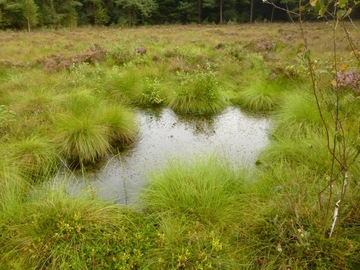 Lebensraum der Großen Moosjungfer