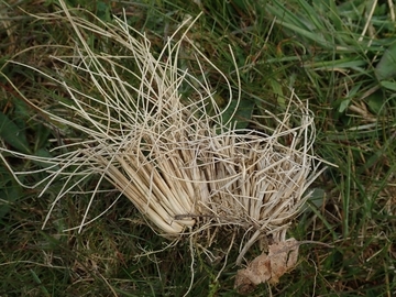 Borstgras (Nardus stricta)