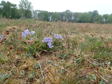 Hunds-Veilchen (Viola canina) auf Borstgrasrasen