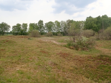 Westlicher Bereich des Borstgrasrasens