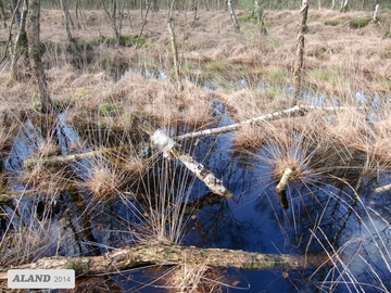 Abgestorbener Moorwald