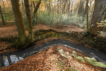 Naturnaher Lohriengraben im Neuenburger Holz