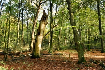 Starkes, stehendes Totholz im Neuenburger Urwald