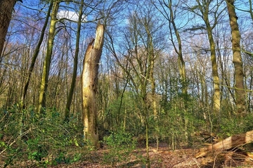 LRT 9120 - Atlantische bodensaure Buchen-Eichenwälder mit Stechpalme (Ilex aquifolium)