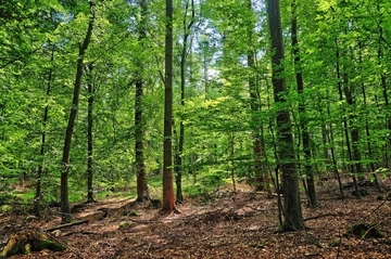 Ausgedehnte Buchenwälder