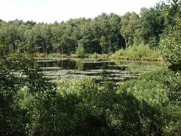 Drakamp-Schlatt mit angrenzendem Biotopmosaik aus Übergangsmooren und Eichenwäldern