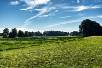 Feuchtes Grünland in vermoorter Flussniederung