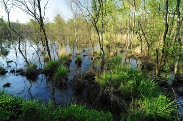 Dänikhorster Moor