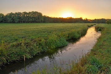 Lebensraum des Steinbeißers und Bitterlings