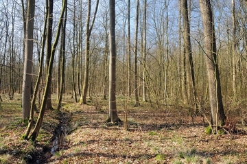 LRT 9160 - Feuchter Eichen-Hainbuchenmischwald