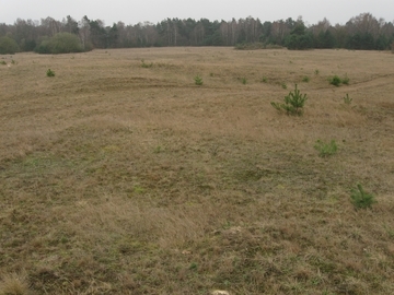 LRT 2330 - Offene Grasflächen mit Silbergras und Straußgras auf Binnendünnen