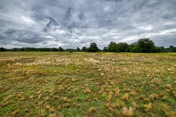 LRT 2330 - Offene Grasflächen mit Silbergras und Straußgras auf Binnendünnen