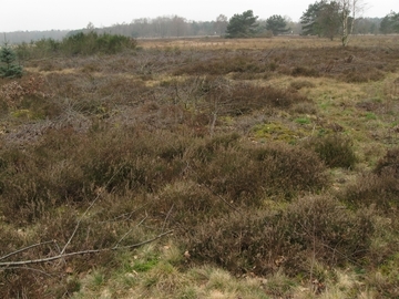 LRT 4030 - Trockene Heide am Nordwestrand des Achmer Sands