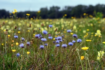 Berg-Sandglöckchen (Jasione montana)