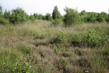 LRT 7120 - Renaturierungsfähiges, degradiertes Hochmoor mit Verbuschungstendenz