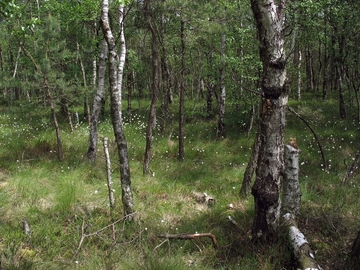 LRT 91D0 - Moorwald im Schwarzen Moor