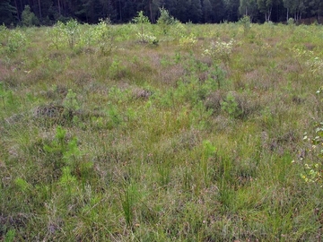 Schlatt mit Hochmoorvegetation in den Osenbergen (LRT 7110 - Lebende Hochmoore)