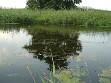 LRT 3260 - Fließgewässer mit flutender Wasservegetation