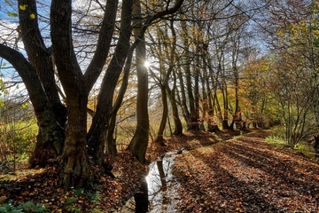 Baum-Wallhecke an Waldesrand