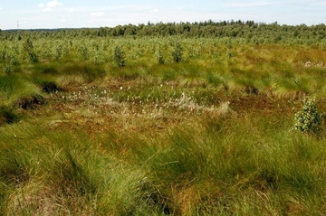 LRT 7120 - Renaturierungsfähiges, degradiertes Hochmoor mit Wollgras-Torfmoos-Schwingrasen