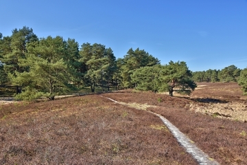 LRT 2310 - Sandheiden mit Besenheide und Ginster auf Binnendünen