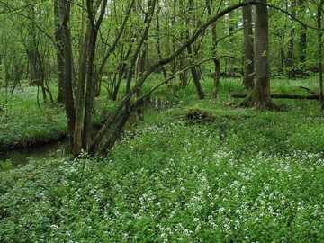 Bitterschaumkraut-Quellflur (Cardamine amara) im LRT 91E0 - Auenwälder mit Erle, Esche, Weide