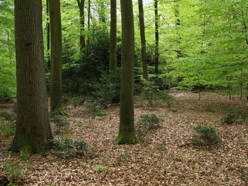 LRT 9120 - Atlantische bodensaure Buchen-Eichenwälder mit Stechpalme (Ilex aquifolium)