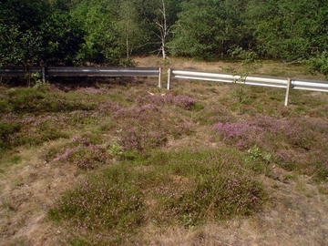 LRT 2310 - Sandheiden mit Besenheide und Ginster auf Binnendünen