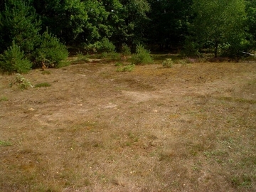 LRT 2330 - Offene Grasflächen mit Silbergras und Straußgras auf Binnendünen
