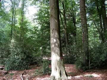 LRT 9120 - Atlantische bodensaure Buchen-Eichenwälder mit Stechpalme (Ilex aquifolium)