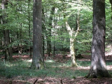 LRT 9160 - Feuchte Eichen- und Hainbuchen-Mischwälder