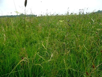 Pfeifengraswiese mit stark gefährdeten Pflanzenarten (LRT 6410)