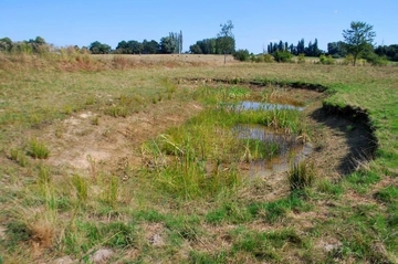 Amphibienschutzgewässer mit Vorkommen bedrohter Pflanzenarten.