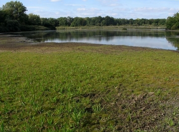 Schapenbruchteich - LRT 3130 - Nährstoffarme bis mäßig nährstoffreiche Stillgewässer mit Strandlings- oder Zwergbinsenvegetation (Eleocharis acicularis)