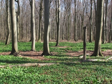 Bär-Lauch (Allium ursinum) im LRT 9130 - Waldmeister-Buchenwald