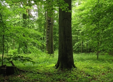 LRT 9130 - Waldmeister-Buchenwald mit Uraltbäumen im Schapener Forst