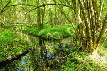 Gräben durchziehen die Feuchtwälder