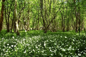 Große Sternmiere (Stellaria holostea) im Eichen-Hainbuchenwald (LRT 9160)