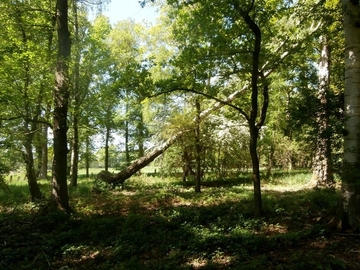 Mischwälder mit Wochenstuben der Bechsteinfledermaus