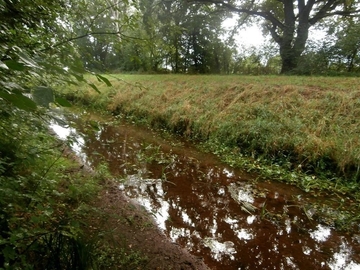 Begradigte Alpe - Lebensraum des Steinbeißers