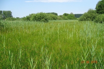 Feuchtwiesen, Gebüsche und Röhrichte prägen das Gebiet.