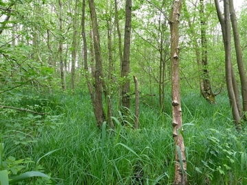 Erlen-Bruchwald nährstoffreicher Standorte