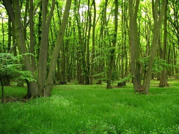 Durchgewachsener Niederwald am Halter Berg - LRT 9130 - Waldmeister-Buchenwald