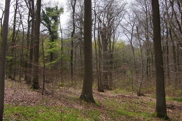 Strukturreicher LRT 9130 - Waldmeister-Buchenwald