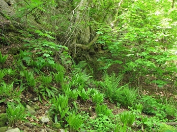 LRT 9180 - Schlucht- und Hangmischwald mit Hirschzunge (Asplenium scolopendrium)