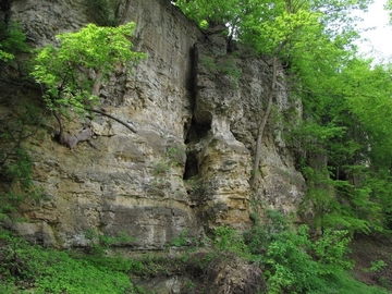 LRT 8210 - Kalkfelsen mit Felsspaltenvegetation